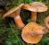 Обережно, отруйні гриби: добірка відомих видів